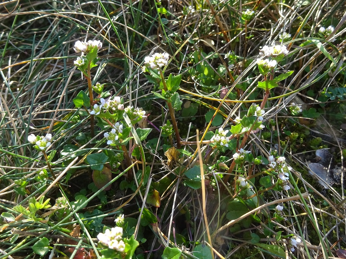 Cochlearia danica (Brassicaceae)